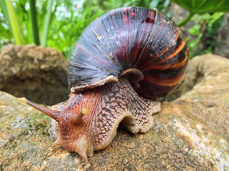 giant african snail